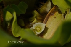Pistia stratiotes
